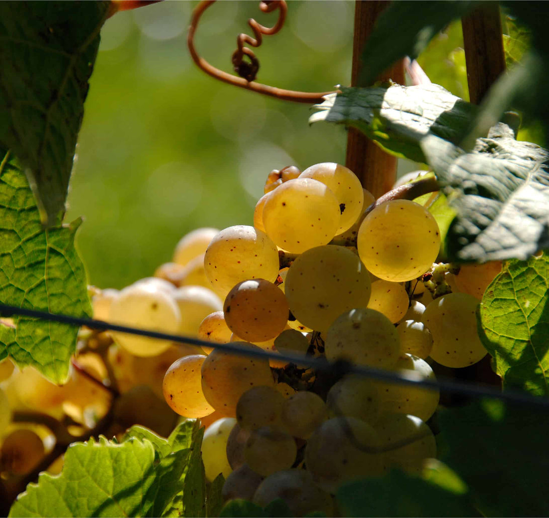 L exp rience Des Vendanges Vignoble Coteau Des Artisans l-exp-rience-des-vendanges-vignoble-coteau-des-artisans