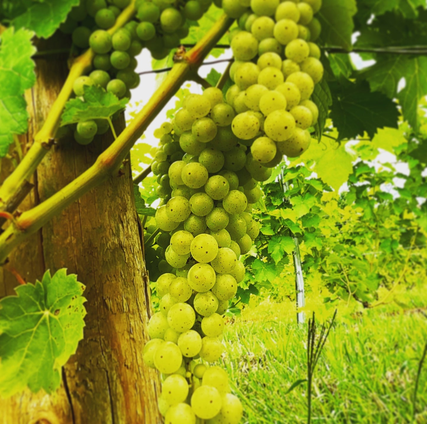 Vignoble Coteau des Artisans