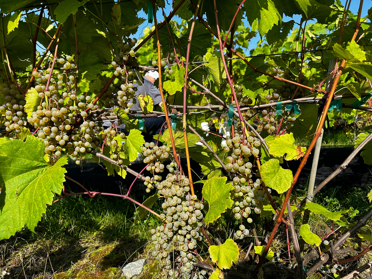 L'EXPÉRIENCE DES VENDANGES